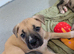 Adorable Cane corso, mixed mastiff puppies
