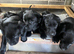 Labrador puppies
