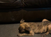 Dutch shepherd x saluki