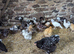 Polish Pullets (girls) 10-12 weeks old - all colours