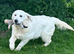 Golden Retriever Puppies ready now