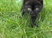 Female British shorthair kitten