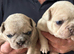 Beautiful KC Reg French Bulldogs