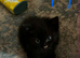 Half ragdoll kittens