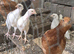 Mixed chickens