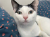 Gorgeous female cat - ready for loving home