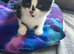 Beautiful kittens ready soon