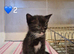 2 gorgeous pure tux boys looking for homes