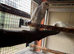 Pair Bare Eyed cockatoos