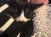 Kitten