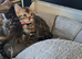 Pure bengal kittens