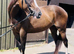 15.1hh beautiful 4yo filly