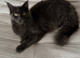 Maine Coon kittens