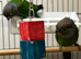 Beautiful black capped conures for sale