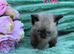 Exotic X Kittens