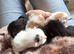 Gorgeous kittens for sale