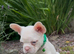 Blue eyed pink frenchies
