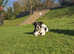 Staffy Cross American Bulldog For Stud