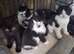 Birtish shorthair cross kittens