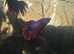Male and females available