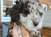 Beautiful F1BB rare curly cockapoo's