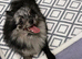 Beautiful Pomeranian Merle Female