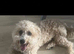 Poochon poodle cross bichon