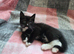 2 Beautiful Female Kittens – Ready Now, Vet Checked & Litter Trained £150 Each