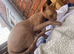 Male Sphynx kitten