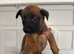 Belgian Malinois pups ready to go!