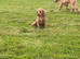 Cavapoo pups