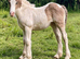 Quality Shire X Traditional Filly to make over 15 hh