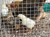 Bantam hen and chicks