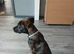 4 month old Belgium shepherd cross