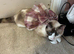 Goldie needs new home asap