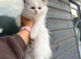 Ragdoll Kittens