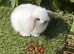 Pure bred mini lops .5 girls 3 boys .