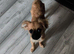 Female chihuahua X pug