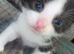 3 female kittens ready to be rehomed 4 weeks