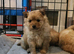 Beautiful Teddy bear Pomeranian puppies 3 girls left ready 10/06/26