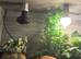 3ft vivarium for sale