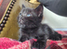 Black make kittens. Ragdoll x.