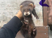 Semi angora ferrets looking for new home