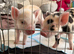 Kunekune bottle fed piglets (pedigree).