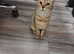 Pixie bob mixed kittens ready now