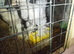 4 Golden Brahma hens