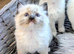 Ragdoll Kittens