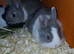 Gorgeous wee Lionhead/Dutch cross babies