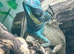Male Vietnamese Blue Crested Lizard (Calotes Bachae) at Birmingham Reptiles