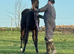 Anglo Arab filly.